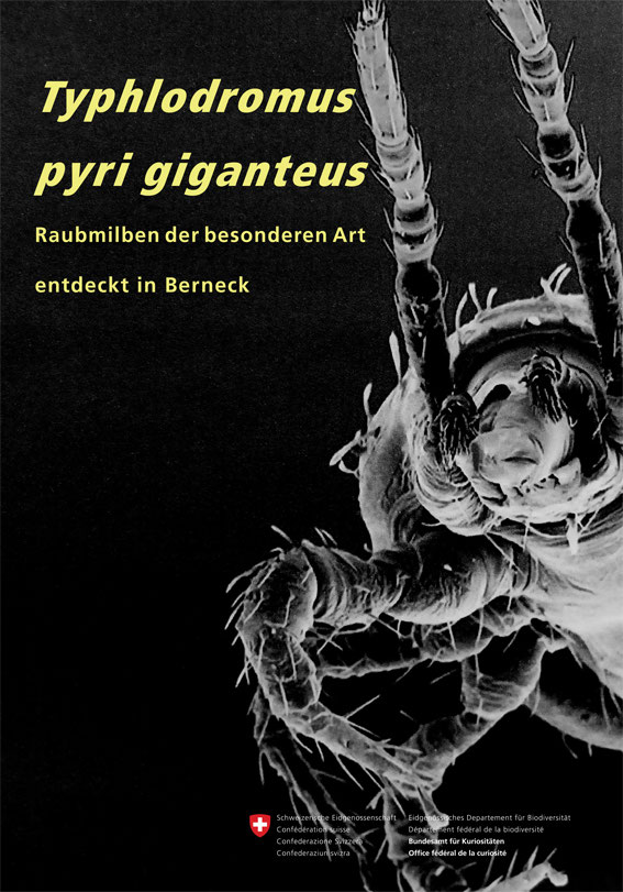 Typhlodromus pyri giganteus
