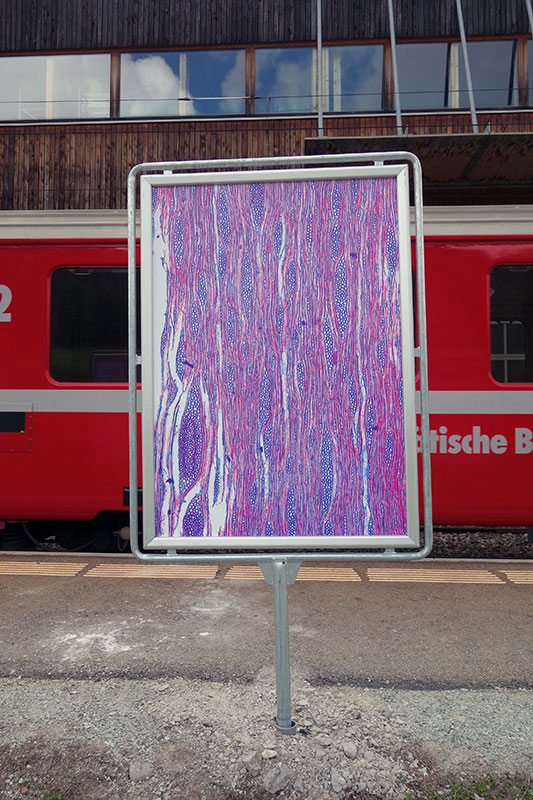 Xylotomie Puntraschigna