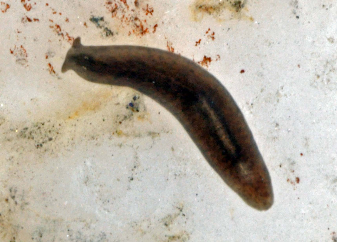 Crenobia alpina vitalis