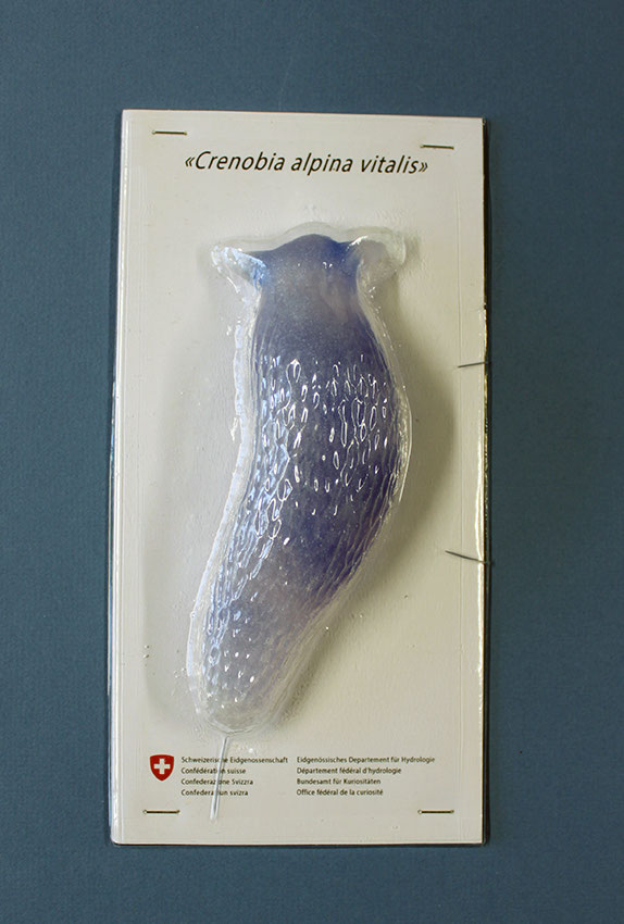 Crenobia alpina vitalis