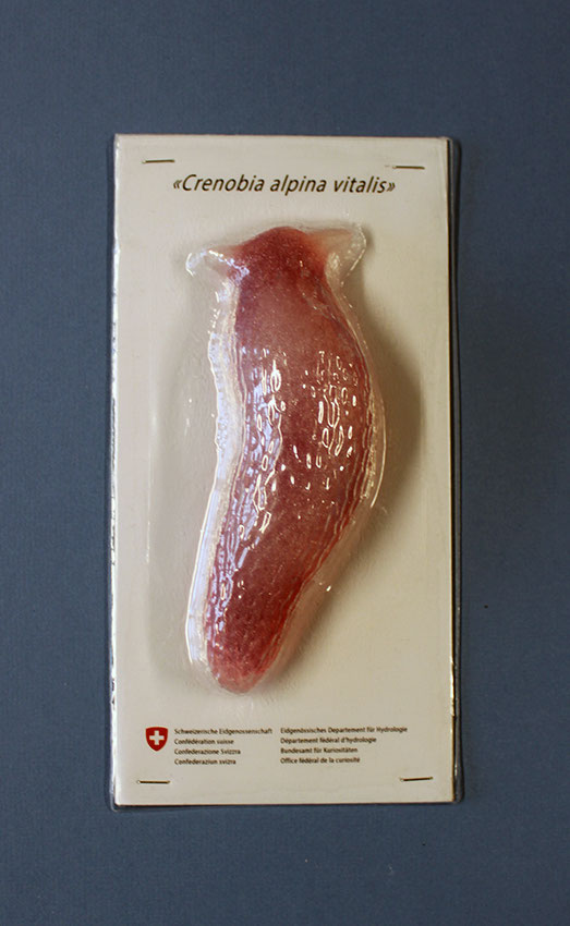 Crenobia alpina vitalis