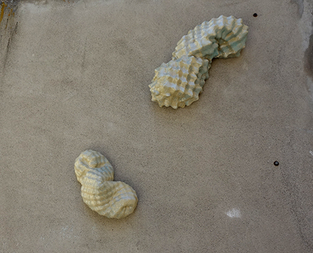Psychrophilus regelatus