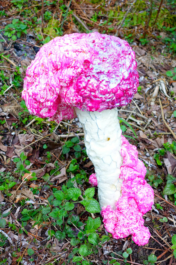 Tricholoma Matsutake Myu-tanto