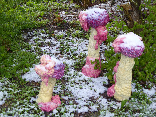 Tricholoma Matsutake Myu-tanto