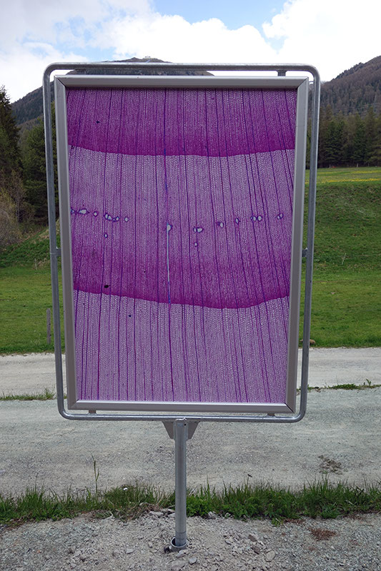 Xylotomie Puntraschigna